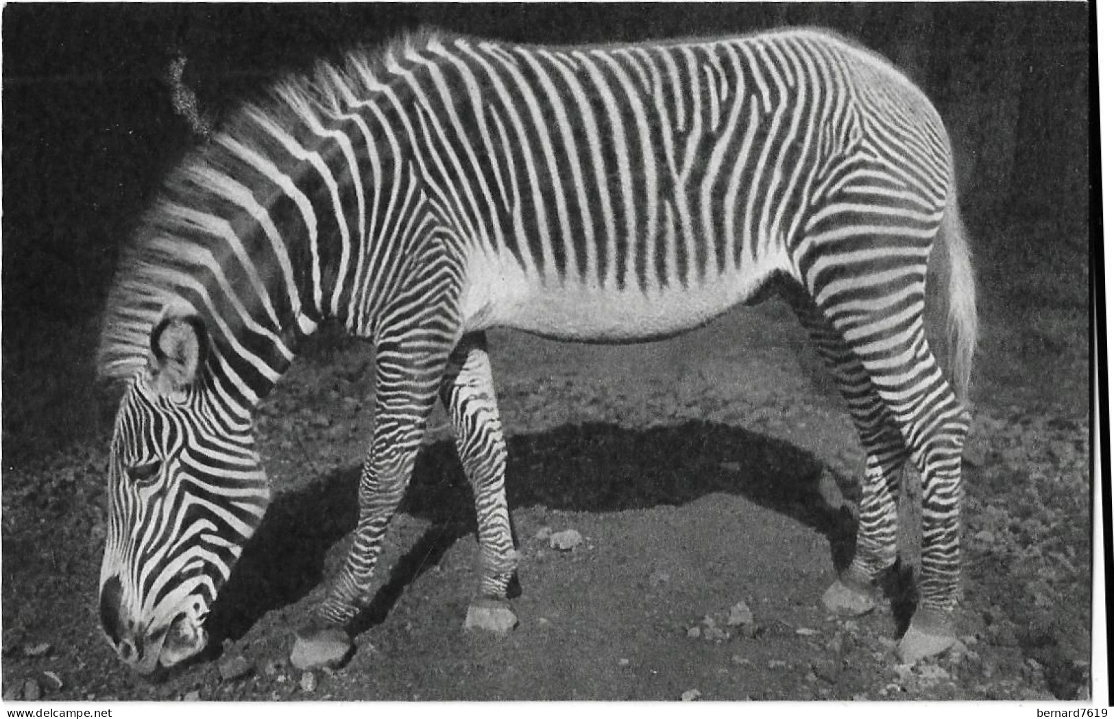 Animaux -   Parc Zoologique Du Bois  De Vincennes Paris - Un Zebre De Grevy - Cebras