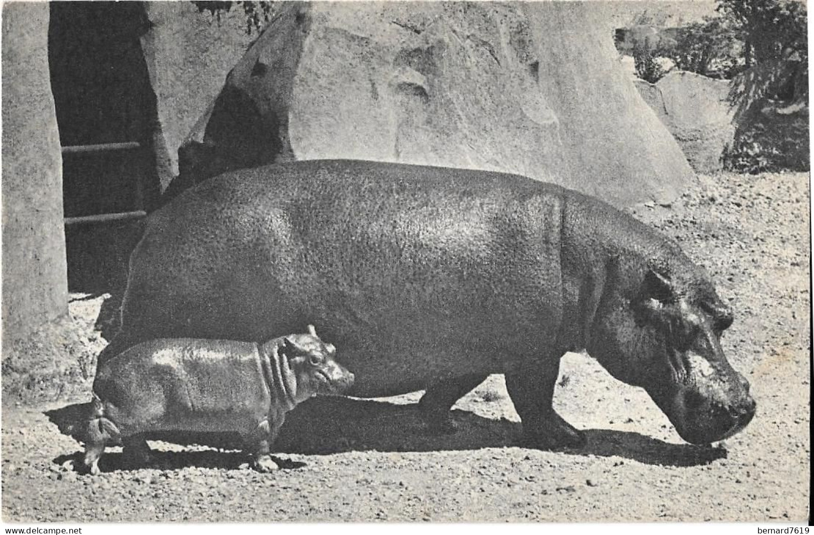 Animaux -  Comite  National De L'enfance 75008 Paris  -  Hippopotame Et  Son Petit - Rhinoceros