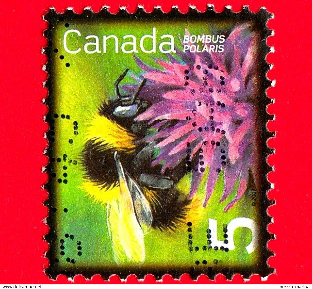 CANADA - Usato - 2007 - Insetti Utili - Bombo Artico Comune (Bombus Polaris)  - 5 - Oblitérés