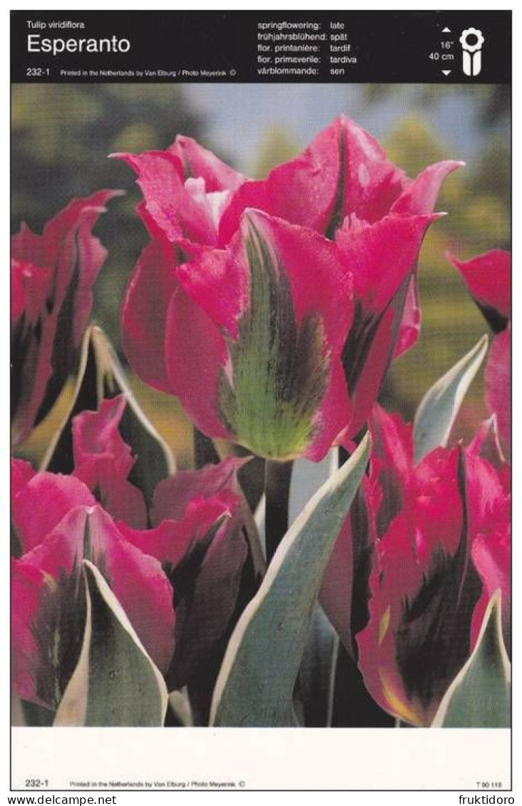 AKEO 91 Esperanto Postcards Tulip Esperanto From The Netherlands - Tulipo Esperanto El Nederlando - Esperanto