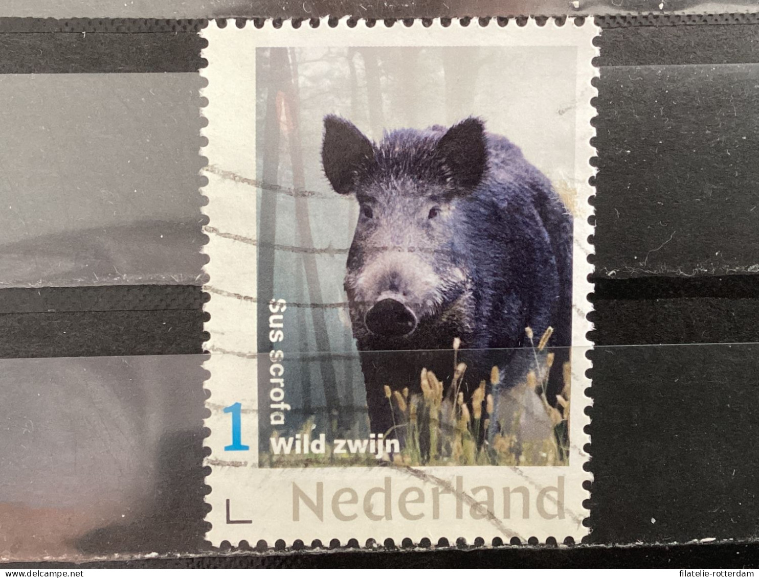 The Netherlands / Nederland - Land Animals, Wild Pig 2022 - Gebruikt