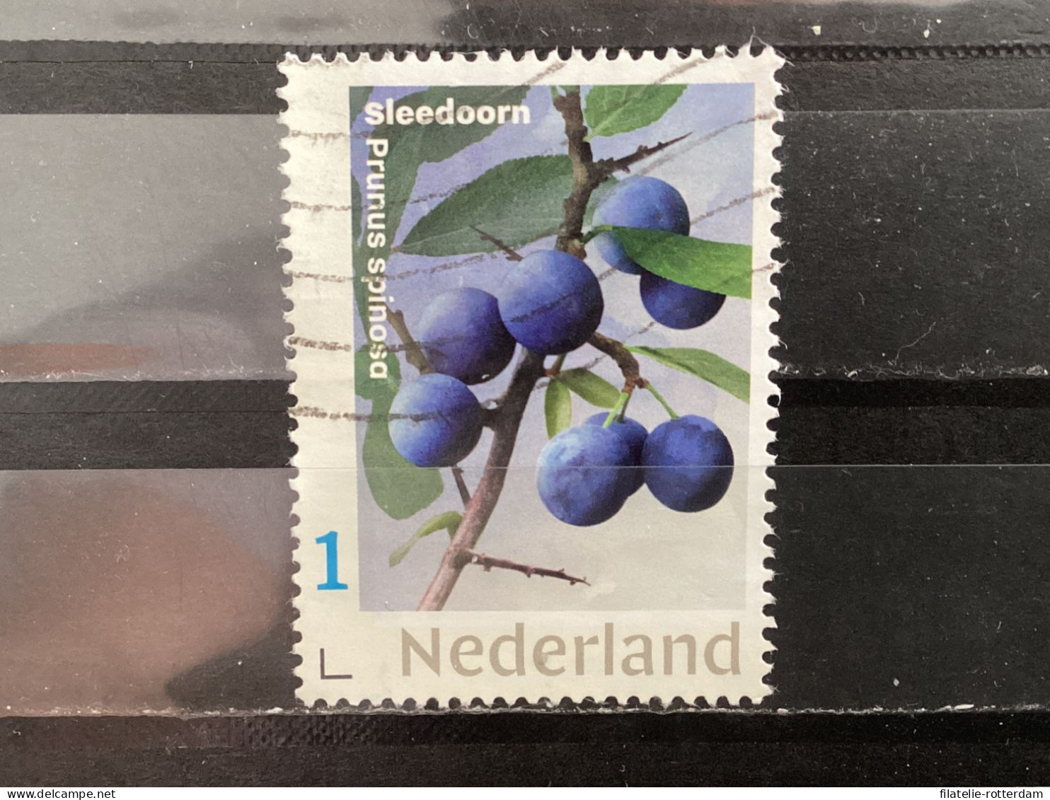 The Netherlands / Nederland - Fruit, Sleedoorn 2021 - Gebruikt