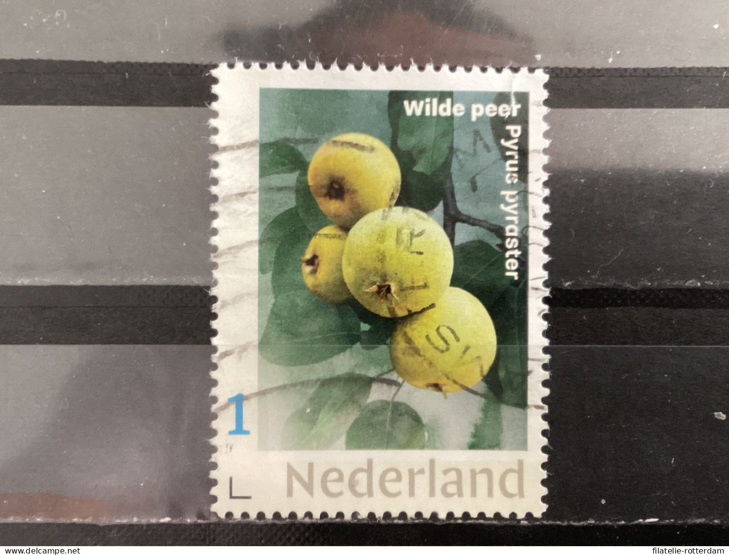 The Netherlands / Nederland - Fruit, Wilde Peer 2021 - Gebruikt