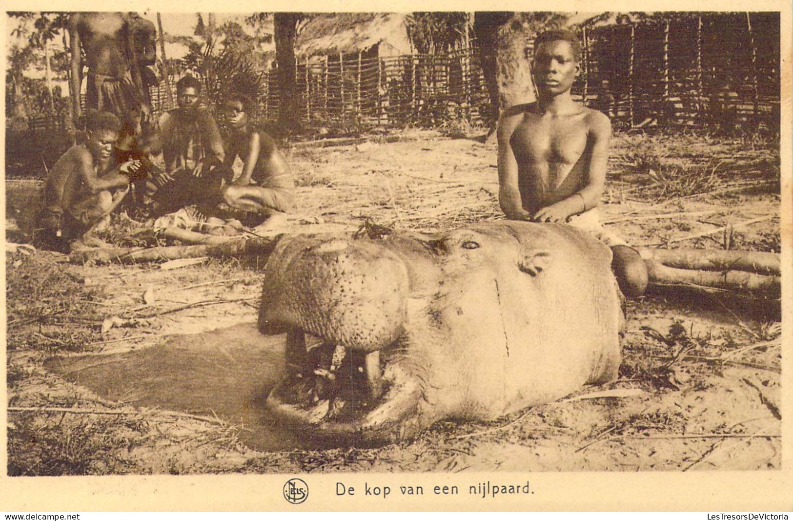 CONGO - De Kop Van Een Nijlpaard - Carte Postale Ancienne - Altri & Non Classificati