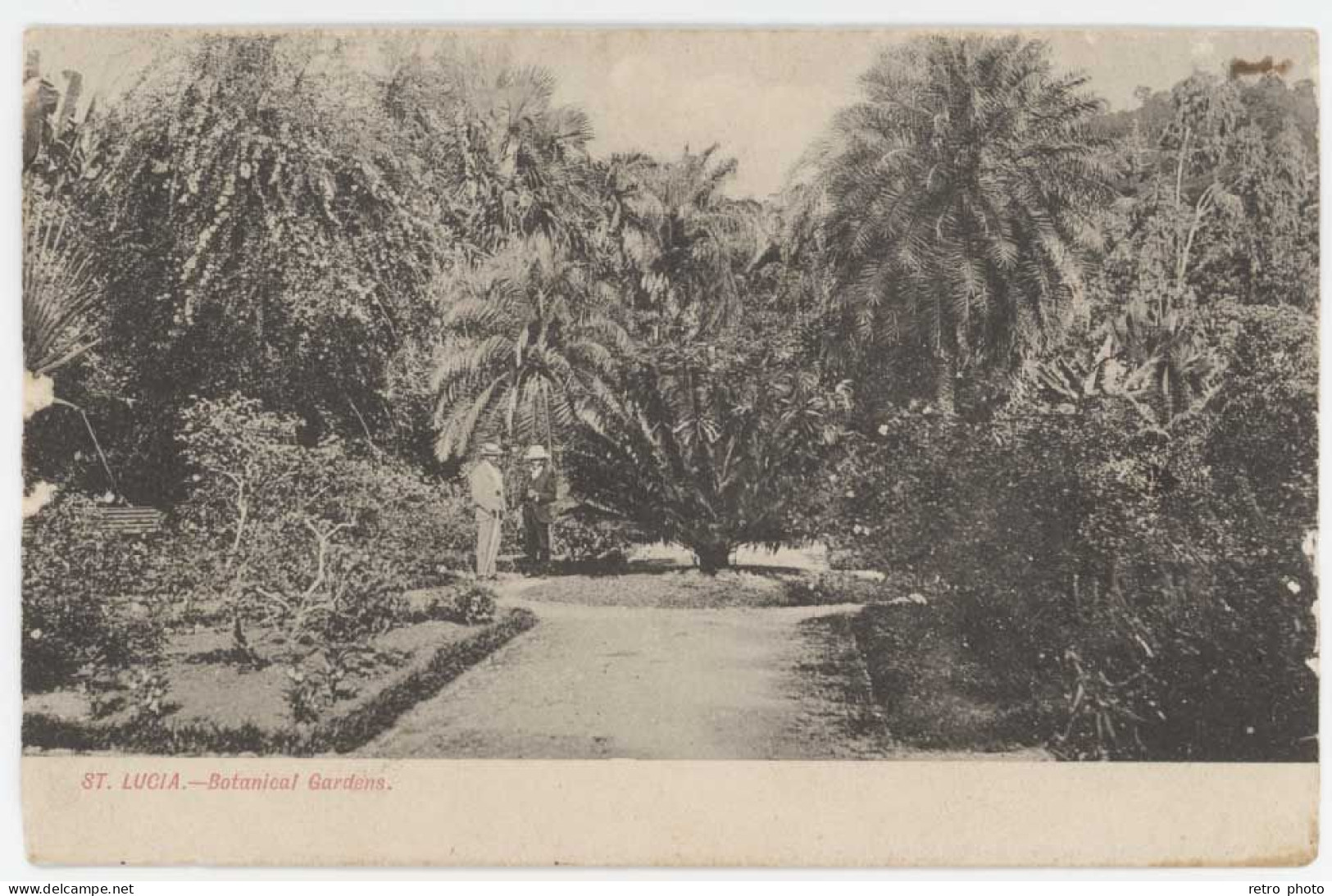 Cpa Antilles, Sainte Lucie - St Lucia - Botanical Gardens - Santa Lucía