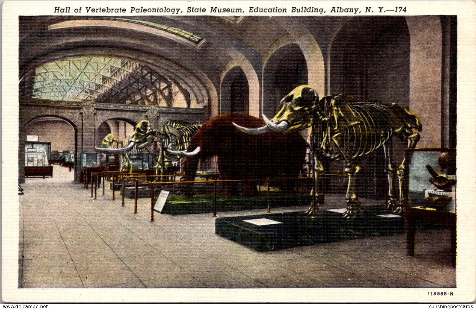 New York Albany State Museum Education Building Hall Of Vertebrae Paleontholgy Elephants Curteich - Albany