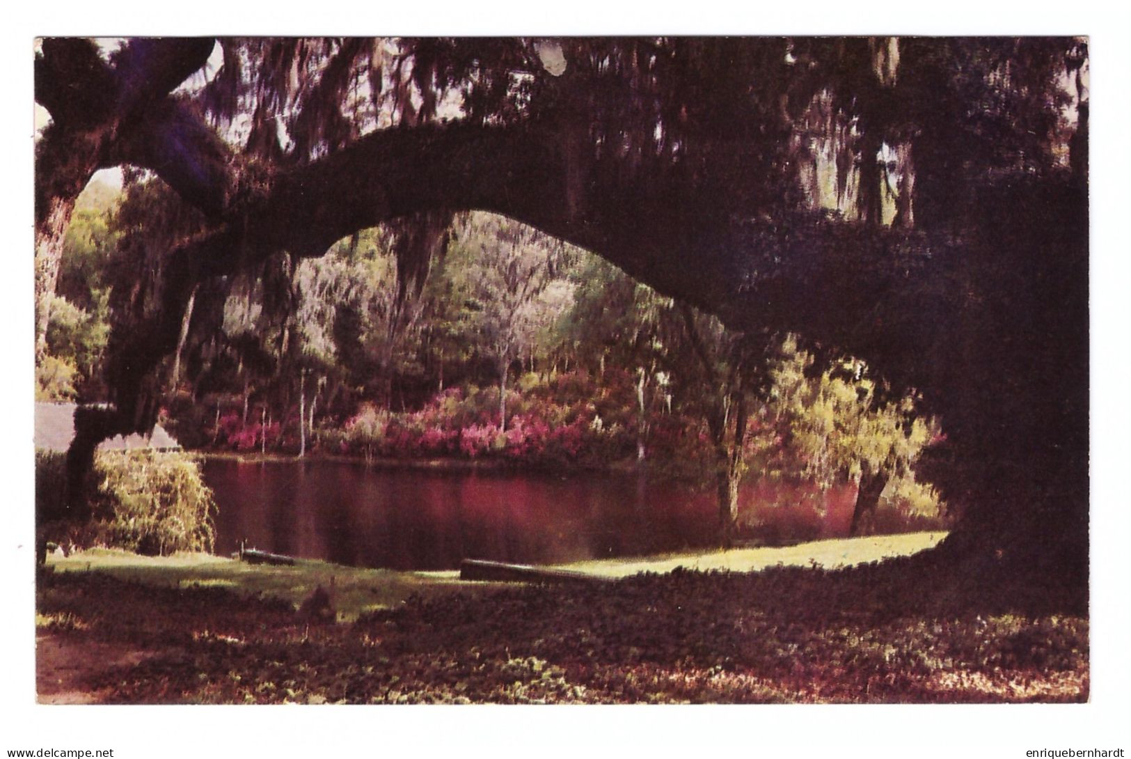 CHARLESTON (ESTADOS UNIDOS) • MIDDLETON GARDENS • VIEW OF ANCIENT SPRING HOUSE THROUGH ARCH OF GIANT LIVE OAK - Charleston