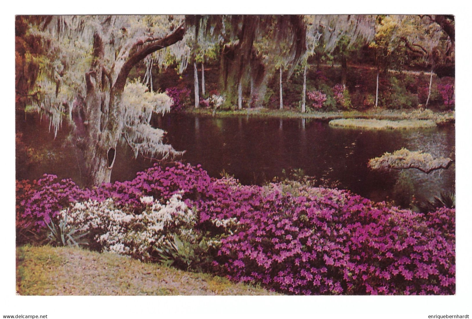 CHARLESTON (ESTADOS UNIDOS) • MIDDLETON GARDENS • AZALEAS AND LIVE OAKS OVERLOOKING RICE MILL LAKE - Charleston