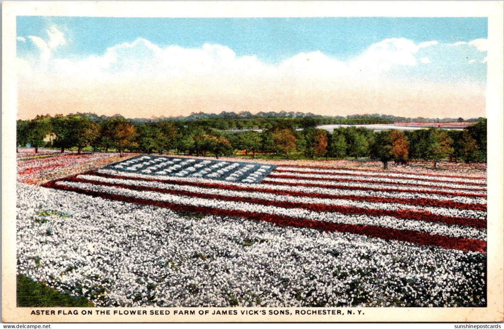 New York Rochester Aster Flag On The Flower Seed Farm Of James Vick's Sons - Rochester