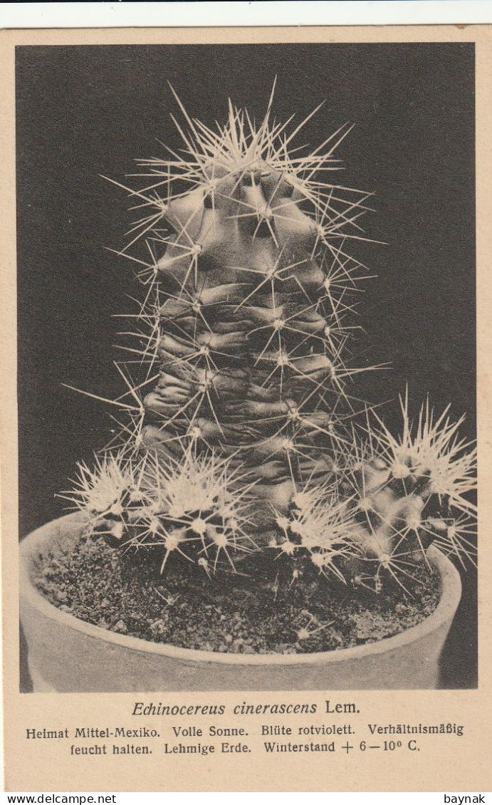 TH3206  --   CACTUS  --  ECHINOCEREUS CINERASCENS  --  MEXICO - Cactus
