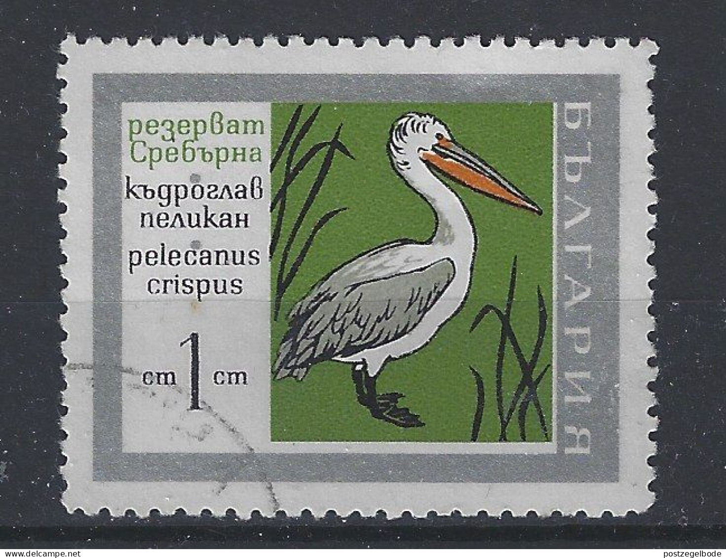 Bulgarije Bulgaria Used ; Pelikaan Pelican Pelicano NOW MANY ANIMAL STAMPS - Pellicani