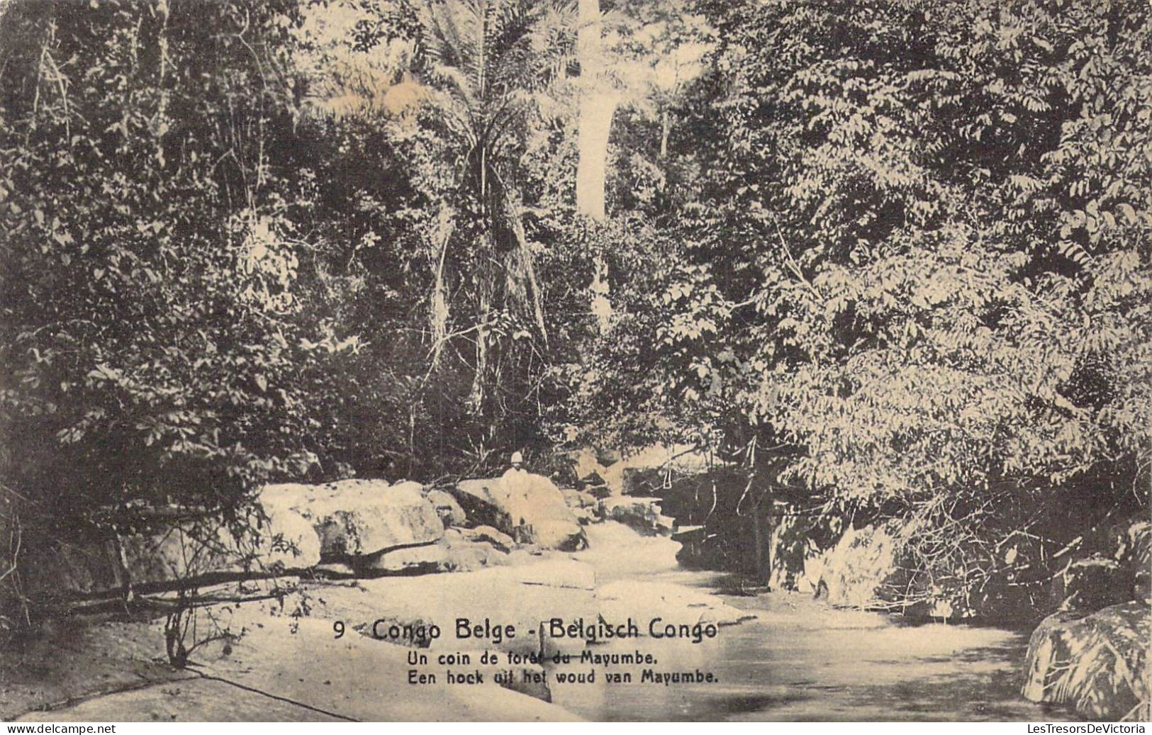 CONGO - Congo-Belge -  Un Coin De Forêt Du Mayumbe - Carte Postale Ancienne - Belgisch-Kongo