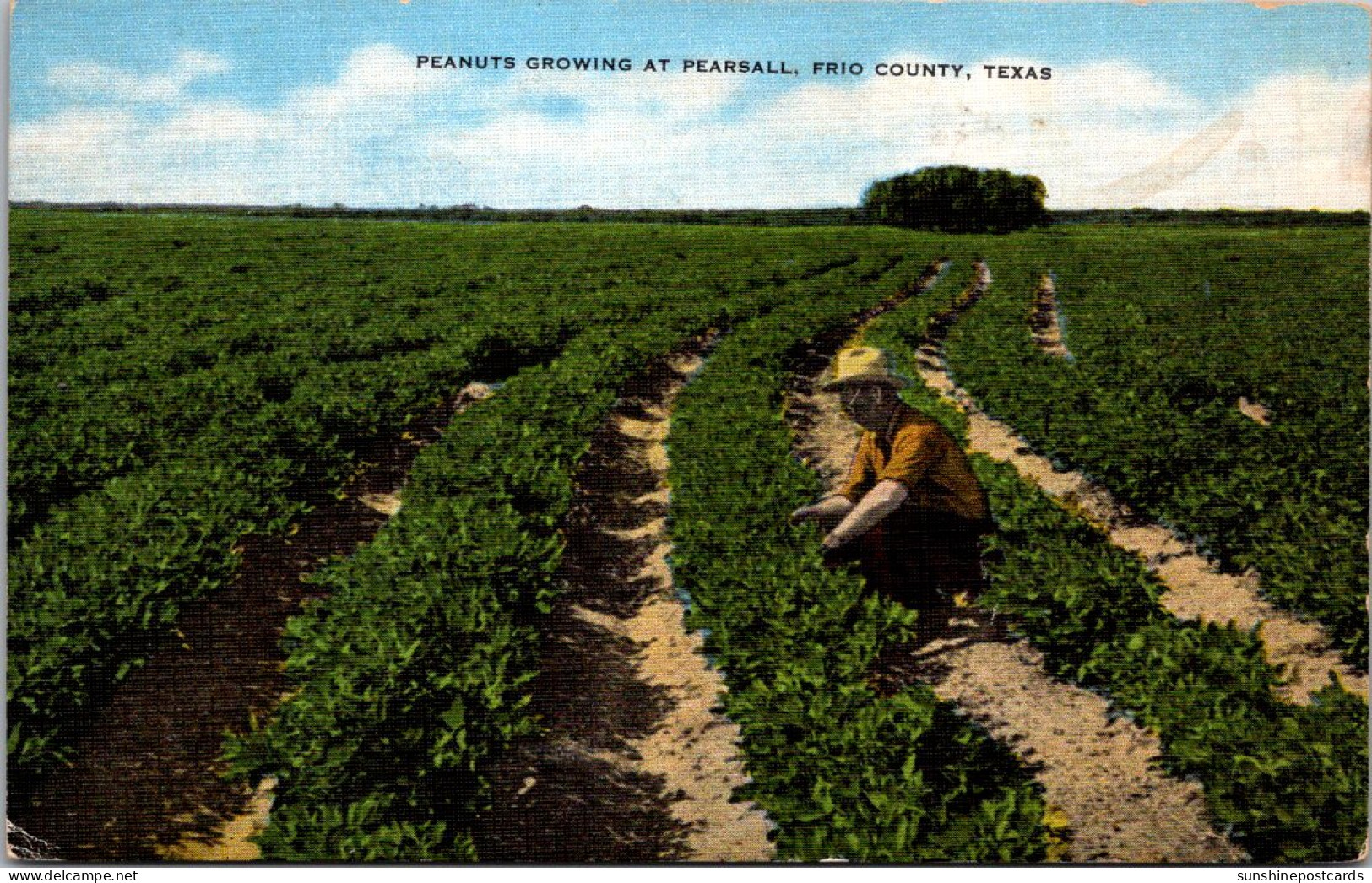Texas Frio County Peanuts Growing At Pearsall - Abilene