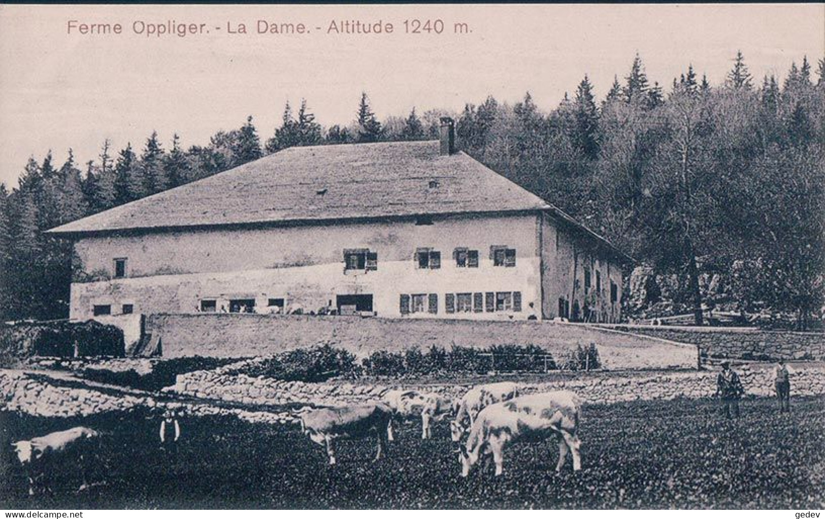 Villiers Val De Ruz NE, Ferme Oppliger La Dame Et Bétail (6486) - Val-de-Ruz