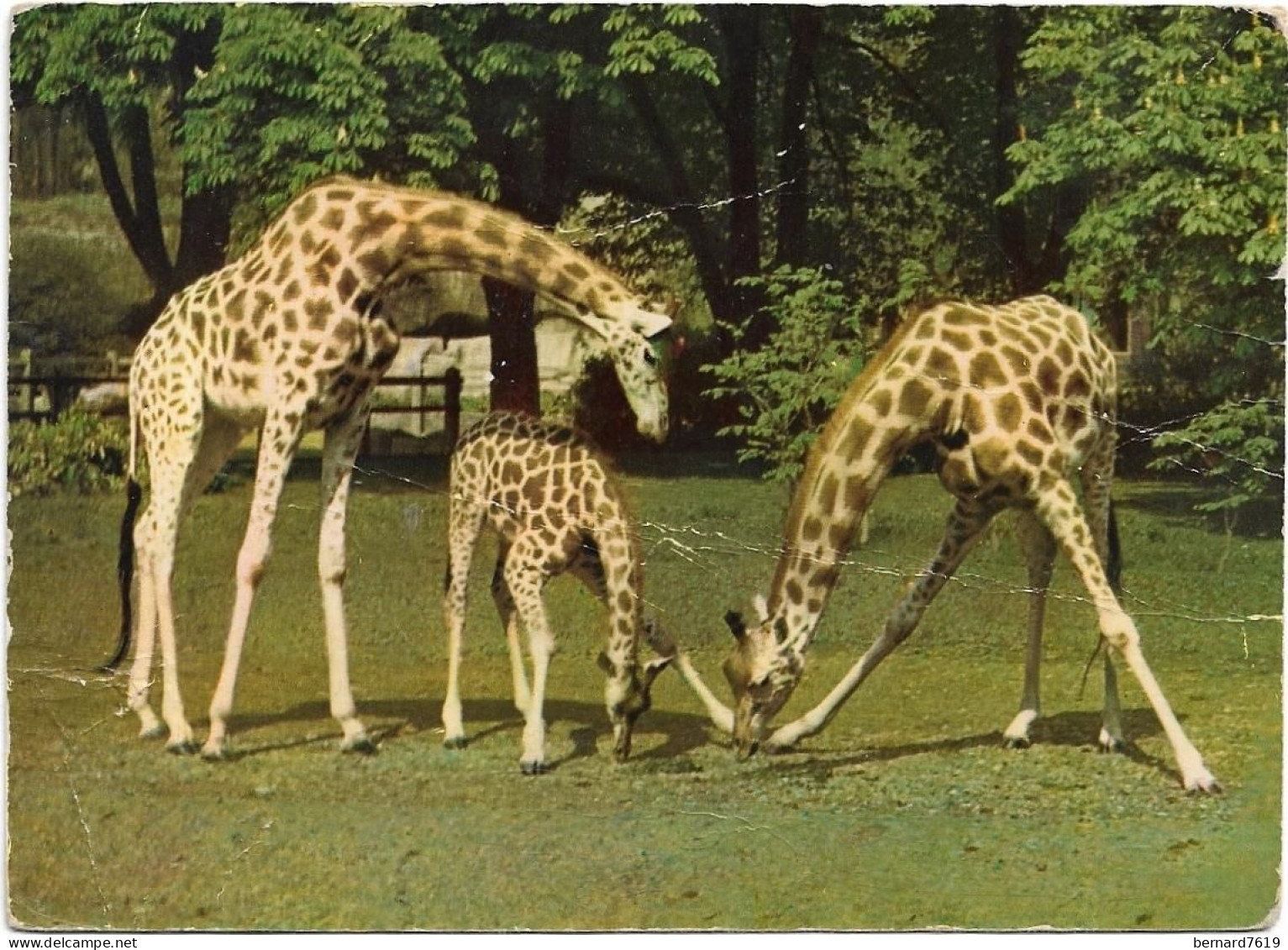 Animaux  -   Girafe Afrique - Parc Zoologique Et Menageres Paris - Jirafas