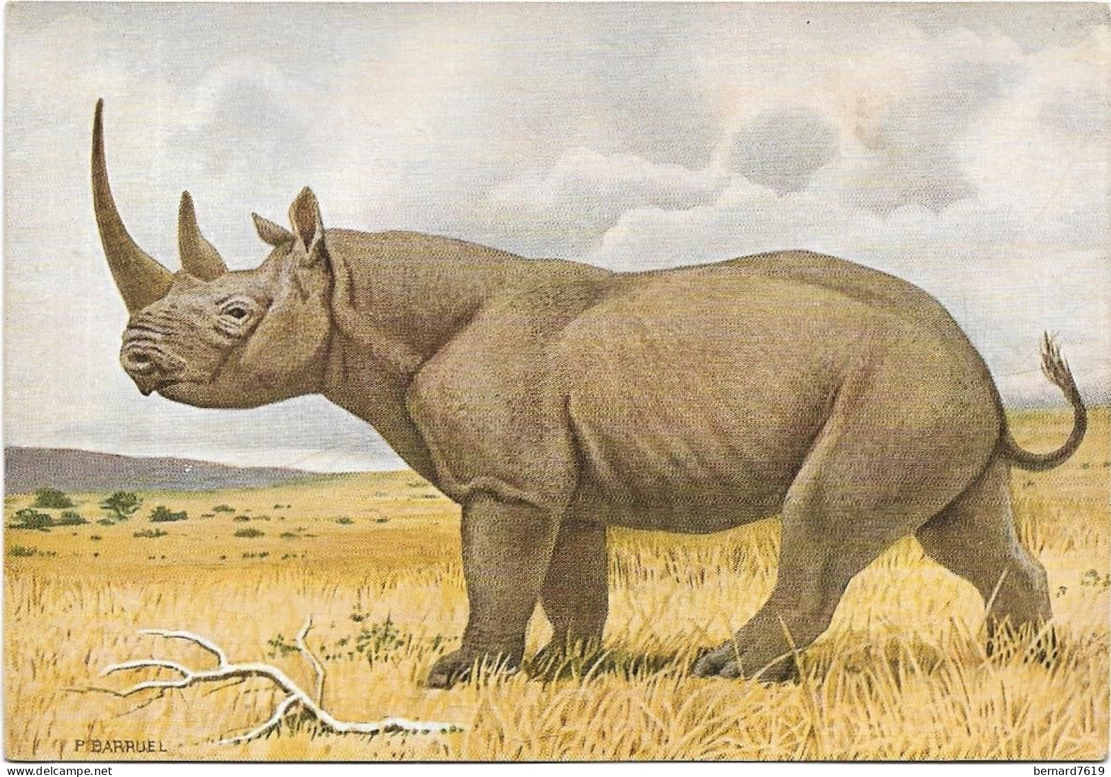 Animaux    -   Mammiferes - Ongules -  Rhinoceros D'afrique - Rhinozeros