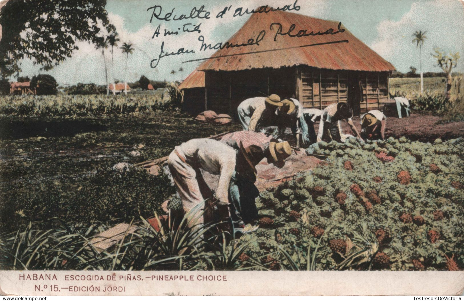 Antilles - CUBA - Habana Escogida De Pinas - Pineapple Choice - Edicion Jordi - Carte Postale Ancienne - Kuba