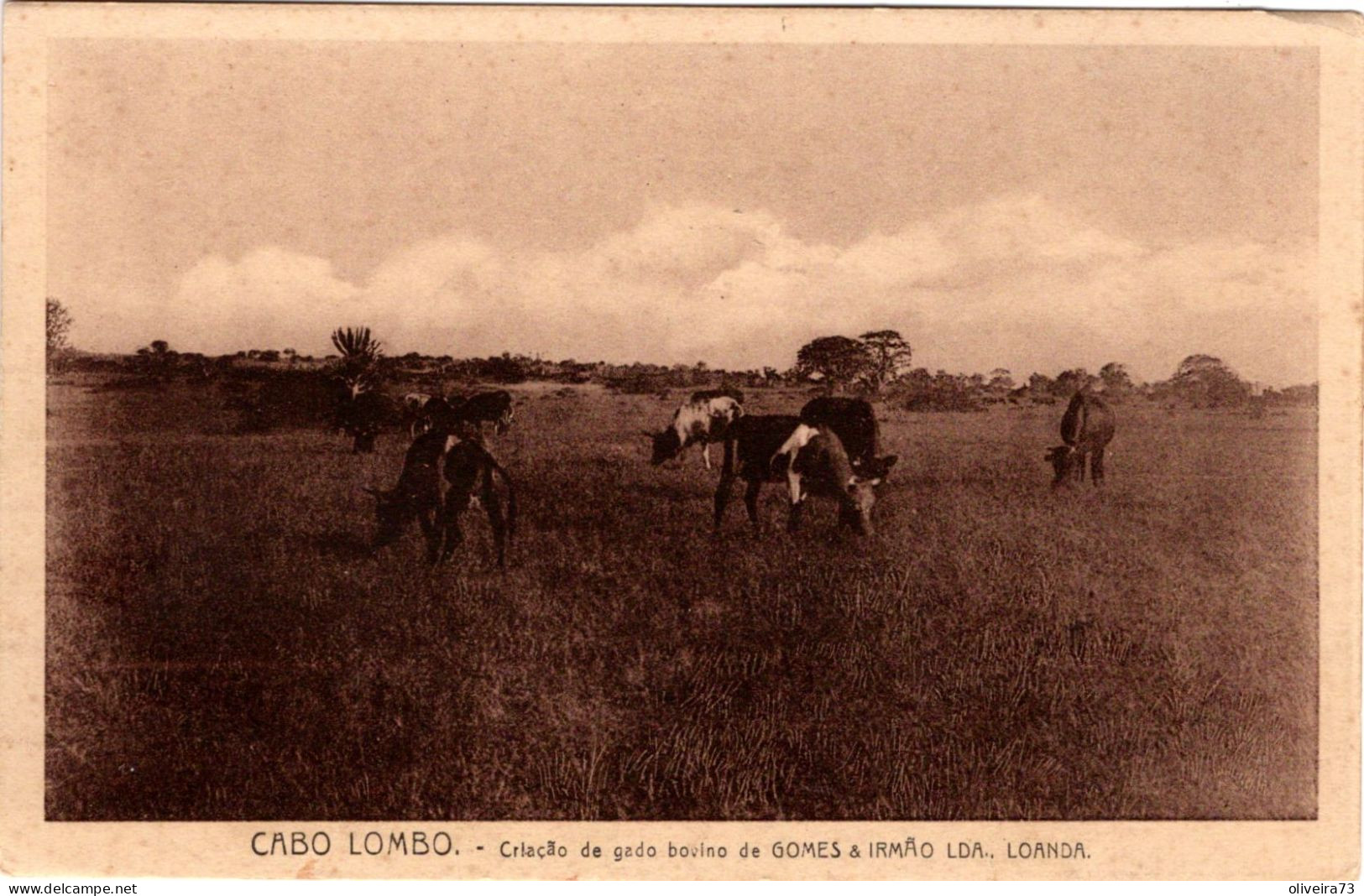 ANGOLA - CABO LONBO - Criação De Gado Bovino De Gomes E Irmão Ldª. - Angola