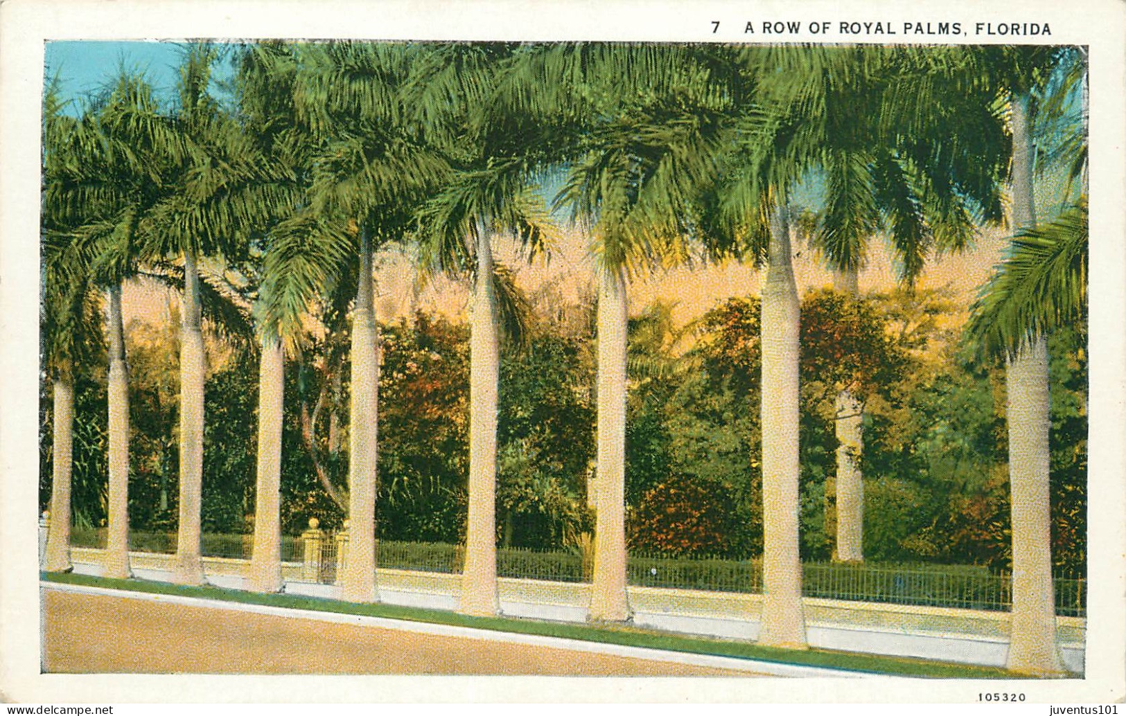 CPA A Row Of Royal Palms,Florida      L2242 - Palm Beach