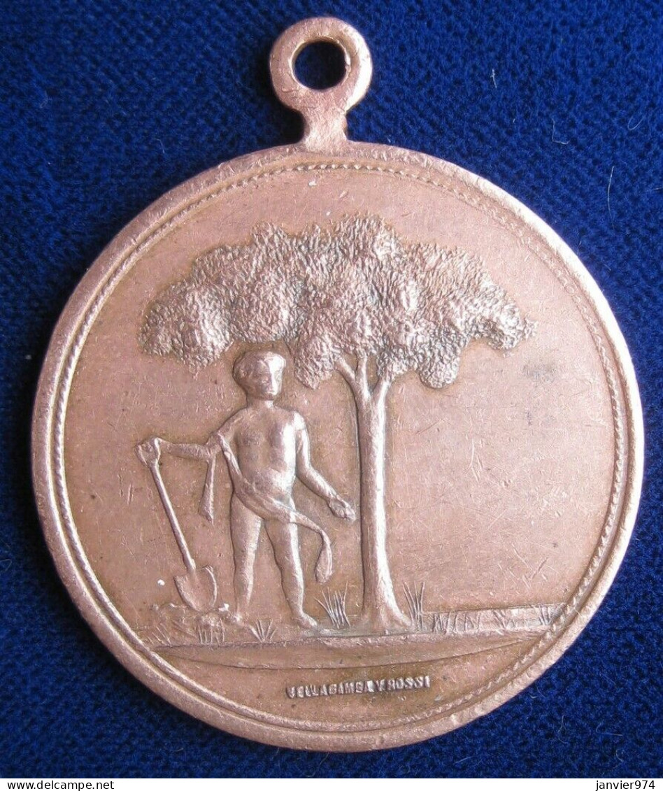 Argentine Médaille En Cuivre 1e Fiesta Del Arbol 1901 San Pedro - Autres & Non Classés