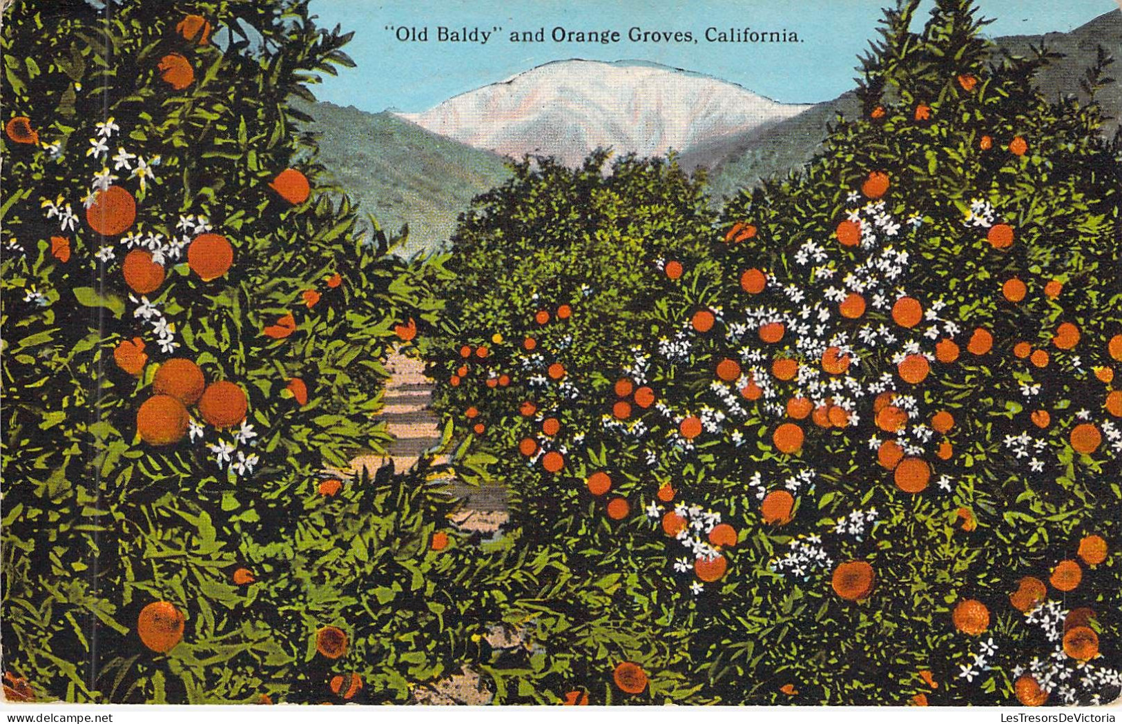 ETATS-UNIS - CALIFORNIA - Old Baldy And Orange Groves - Carte Postale Ancienne - Other & Unclassified