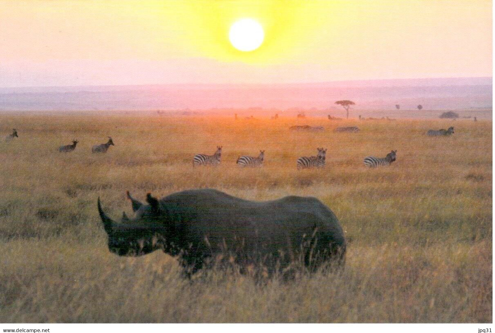 Carte Double IFAW Liberté De Mouvement - Rhinocéros - Ref 0NA1F-2 - Rinoceronte