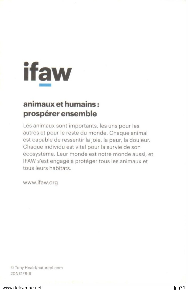 Carte Double IFAW Animaux Et Humains : Prospérer Ensemble - Girafe - Ref 20NE1FR-6 - Giraffes