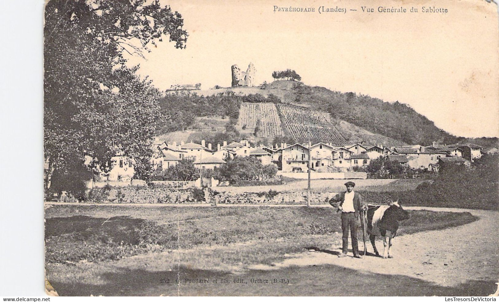FRANCE - 40 - Peyréhorade - Vue Générale Du Sablotte - Vache  - Carte Postale Ancienne - Peyrehorade