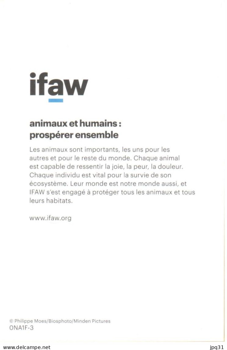 Carte Double IFAW Animaux Et Humains : Prospérer Ensemble - Girafes - Ref 0NA1F-3 - Giraffes