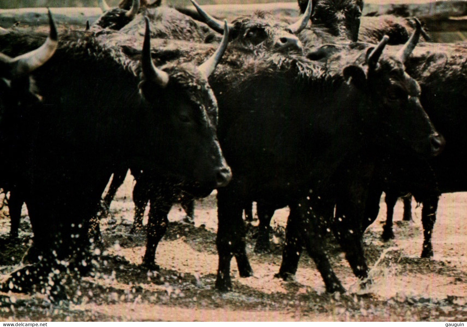 CPM - En CAMARGUE - Manade De Taureaux Photo Nadeau … Edition SL - Taureaux