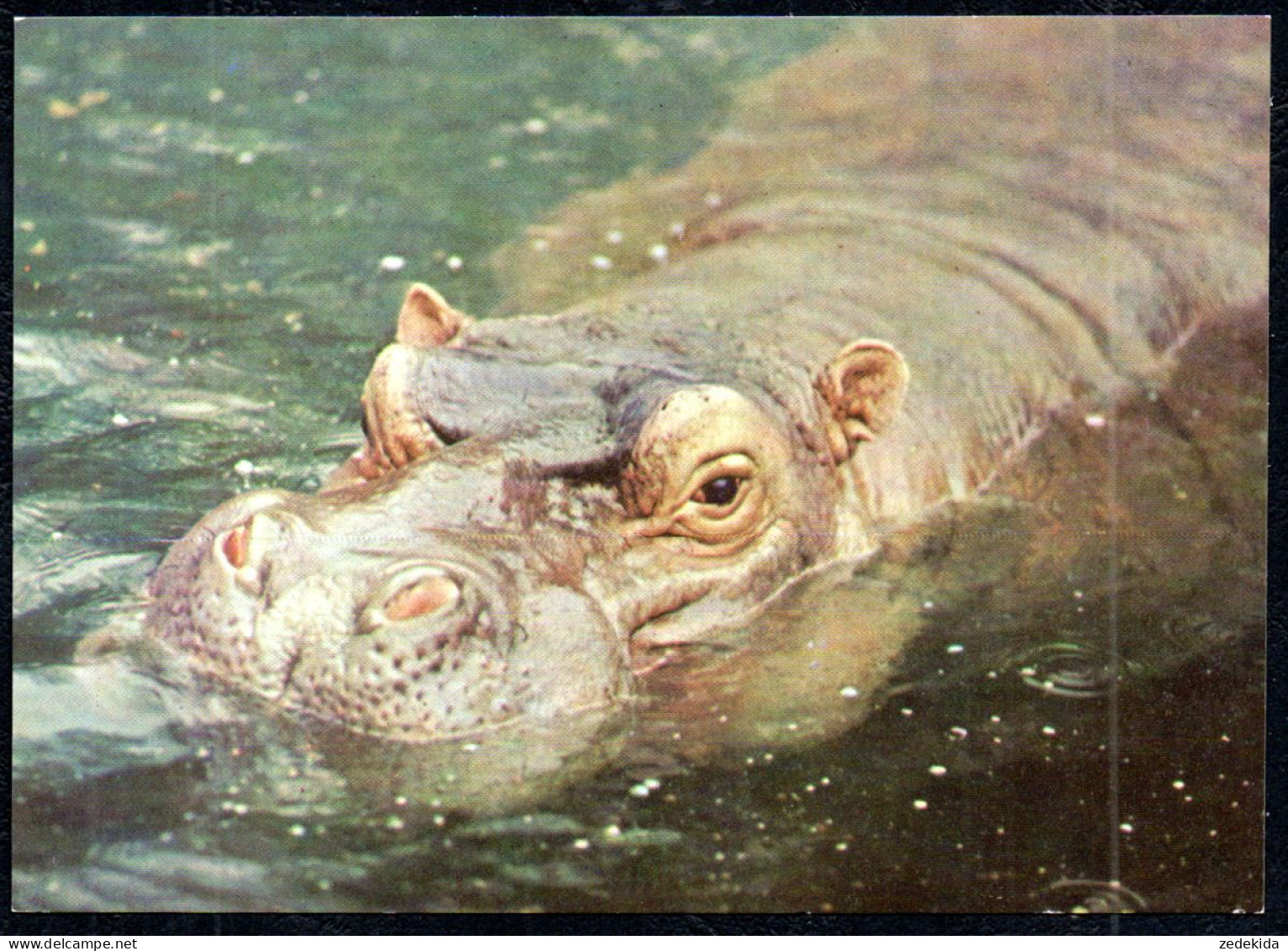 G3001 - TOP Flußpferd Nilpferd - Planet Verlag DDR - Hippopotamuses