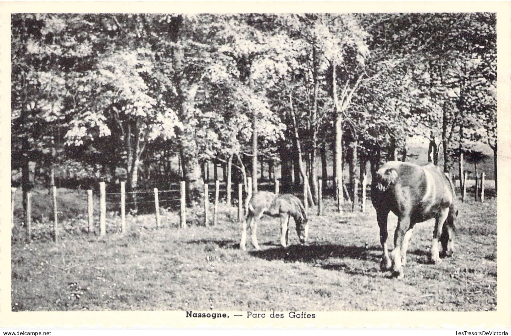 BELGIQUE - NASSOGNE - Parc Des Goffes - Edit Bernard Rousseau - Carte Postale Ancienne - Nassogne