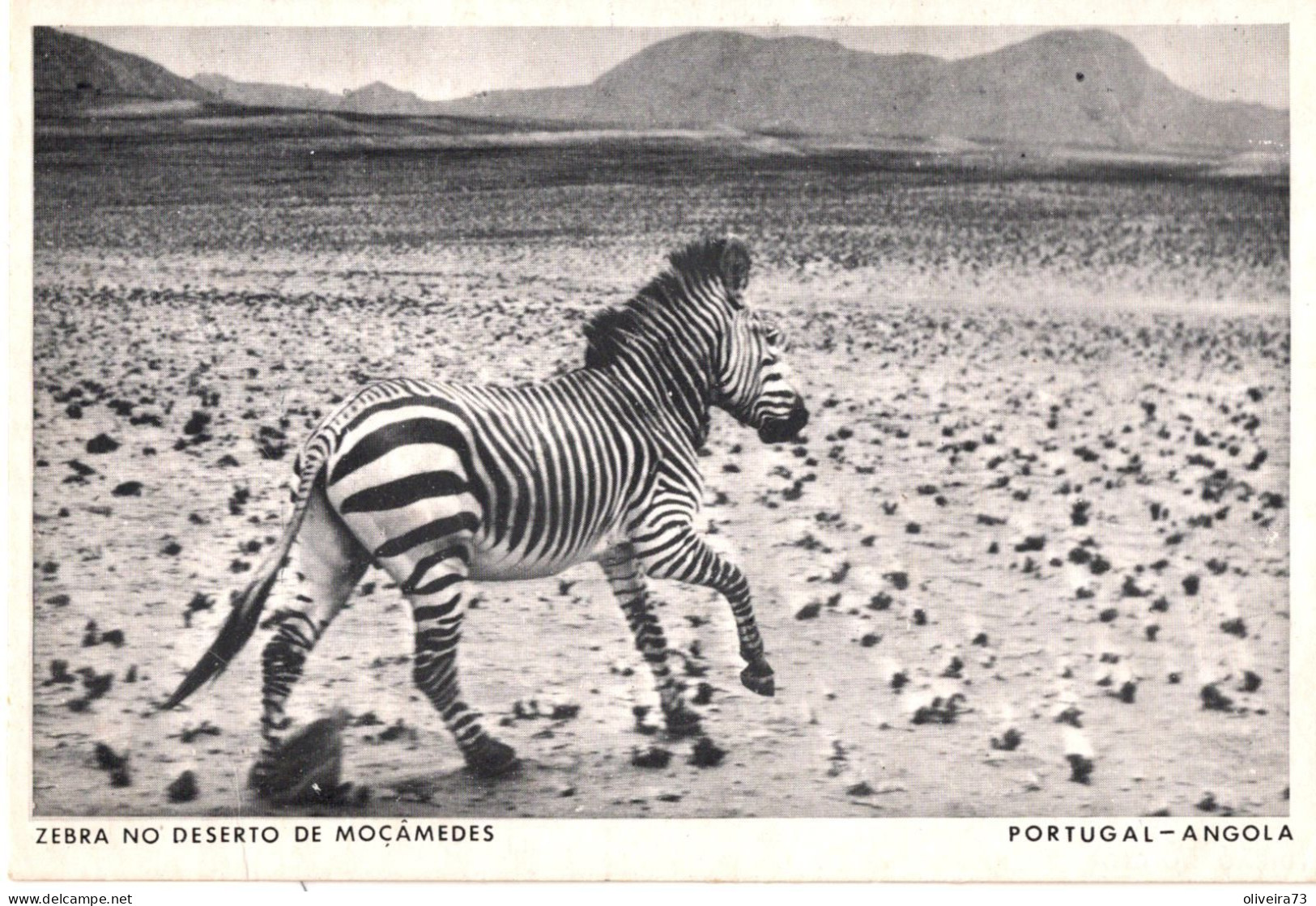 ANGOLA - Zebra No Deserto De Moçamedes - - Angola