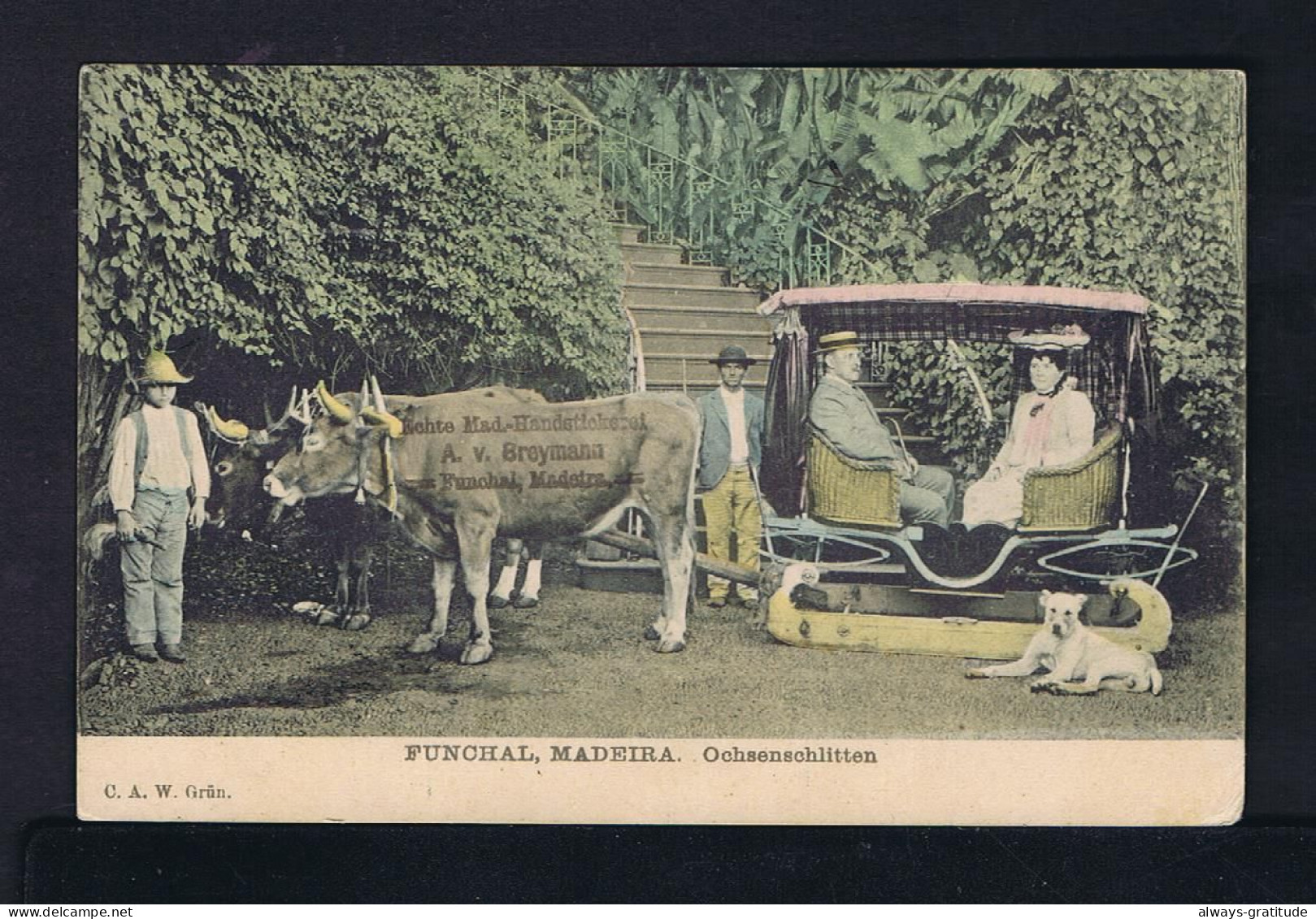 Sp9755 MADEIRA Island Portugal Funchal Pmk Postcard Dog Local Transports Mailed 1910 BadSchneiedeberg - Lettres & Documents