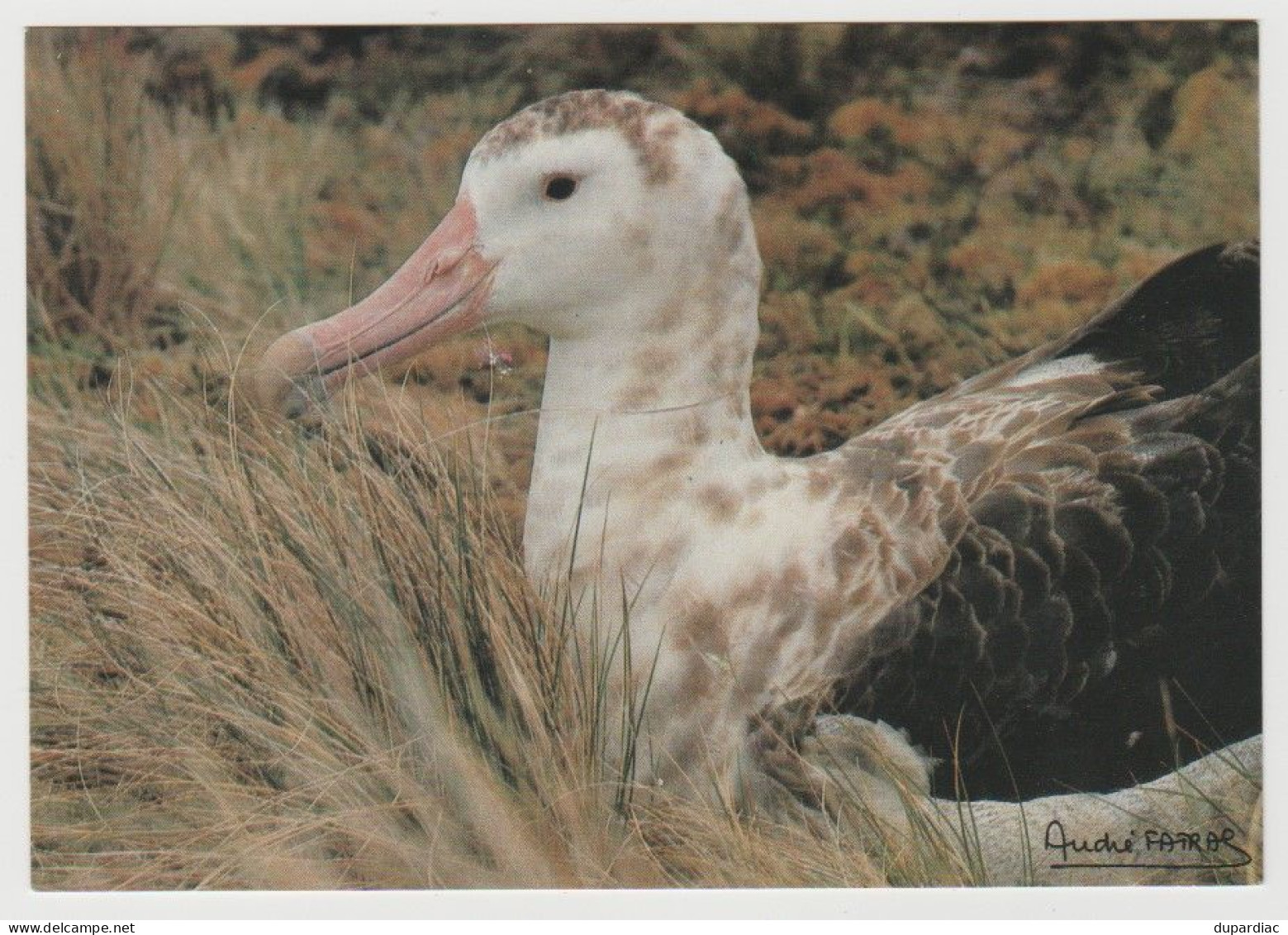 984 - Terres Australes Et Antartiques Françaises / Photo André FATRAS : Grand Albatros D'Amsterdam. - TAAF : Territori Francesi Meridionali