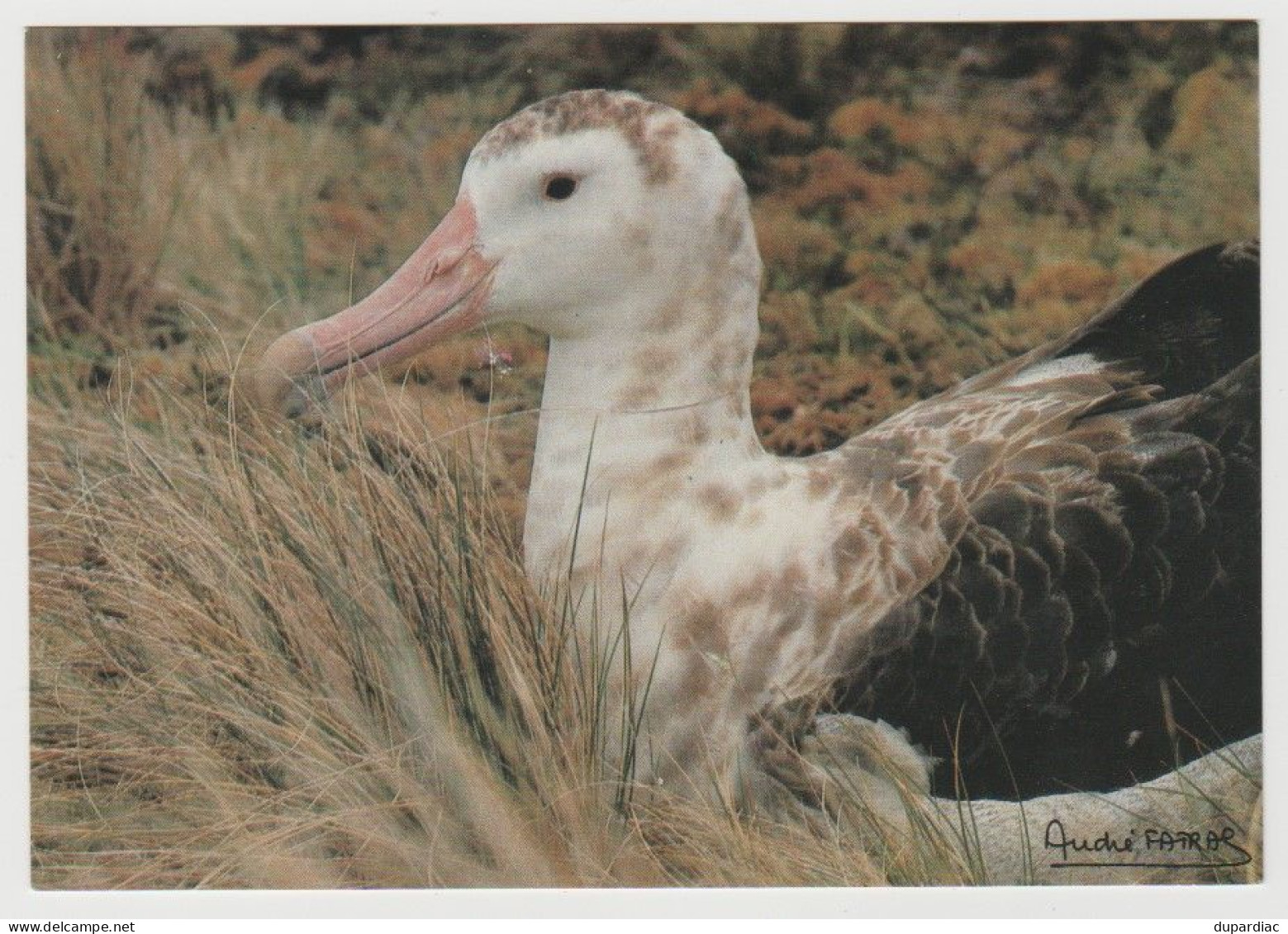 984 - Terres Australes Et Antartiques Françaises / Photo André FATRAS : Grand Albatros D'Amsterdam. - TAAF : Terres Australes Antarctiques Françaises