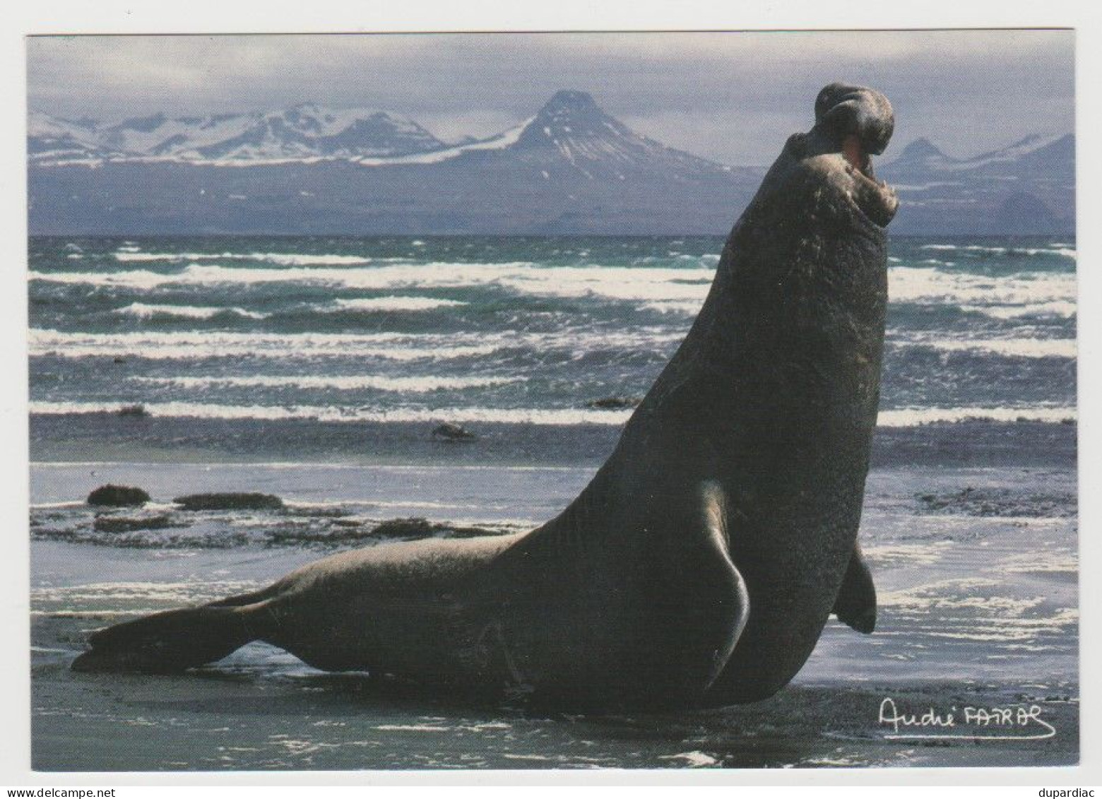 984 - Terres Australes Et Antartiques Françaises / Photo André FATRAS : Eléphant De Mer Mâle.. - TAAF : Territori Francesi Meridionali