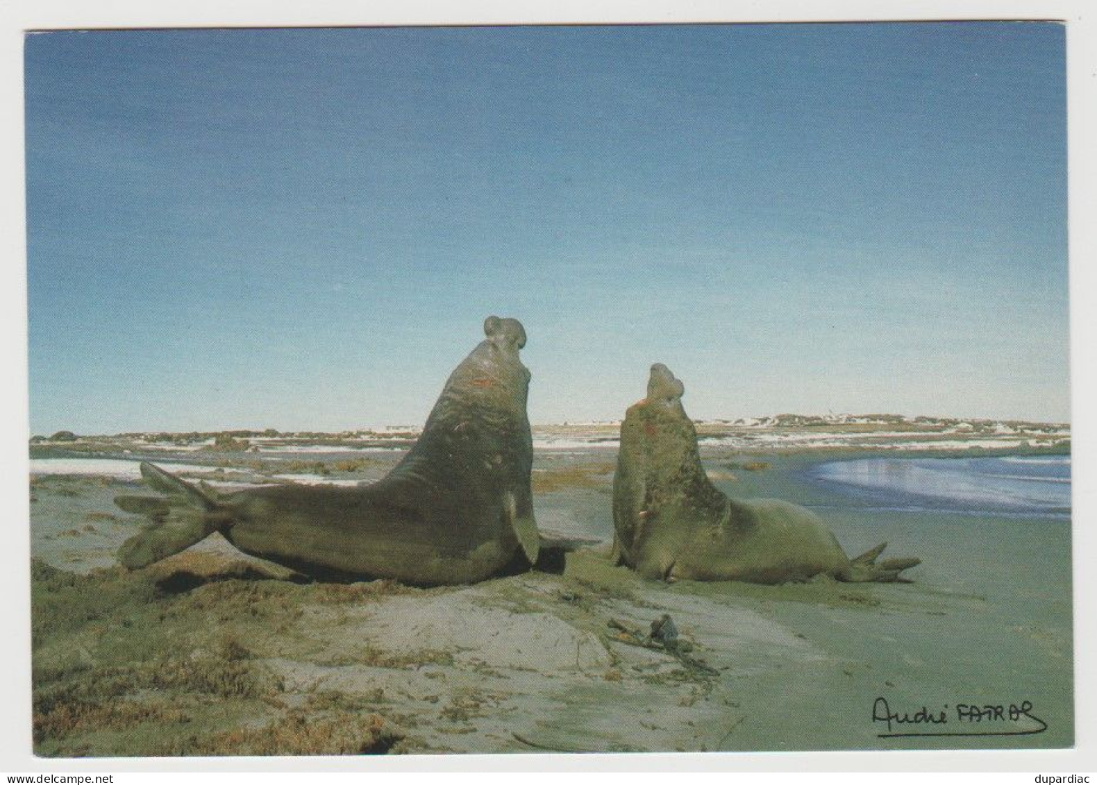 984 - Terres Australes Et Antartiques Françaises / Photo André FATRAS : Combat éléphants De Mer. - TAAF : Territorios Australes Franceses