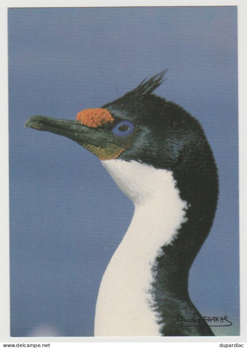 984 - Terres Australes Et Antartiques Françaises / Photo André FATRAS : Cormoran De Kerguelen - TAAF : Territorios Australes Franceses