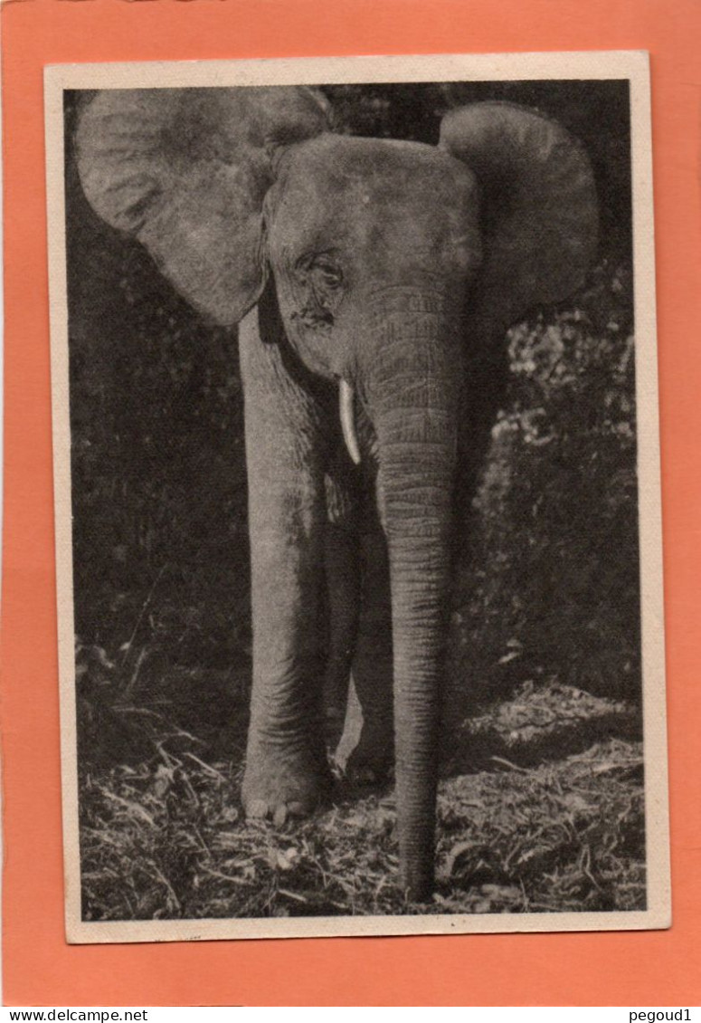 CONGO FRANCAIS.ANIMAL.ELEPHANT.PUBLICITE IONYL PLASMARINE  Achat Immédiat - Autres & Non Classés