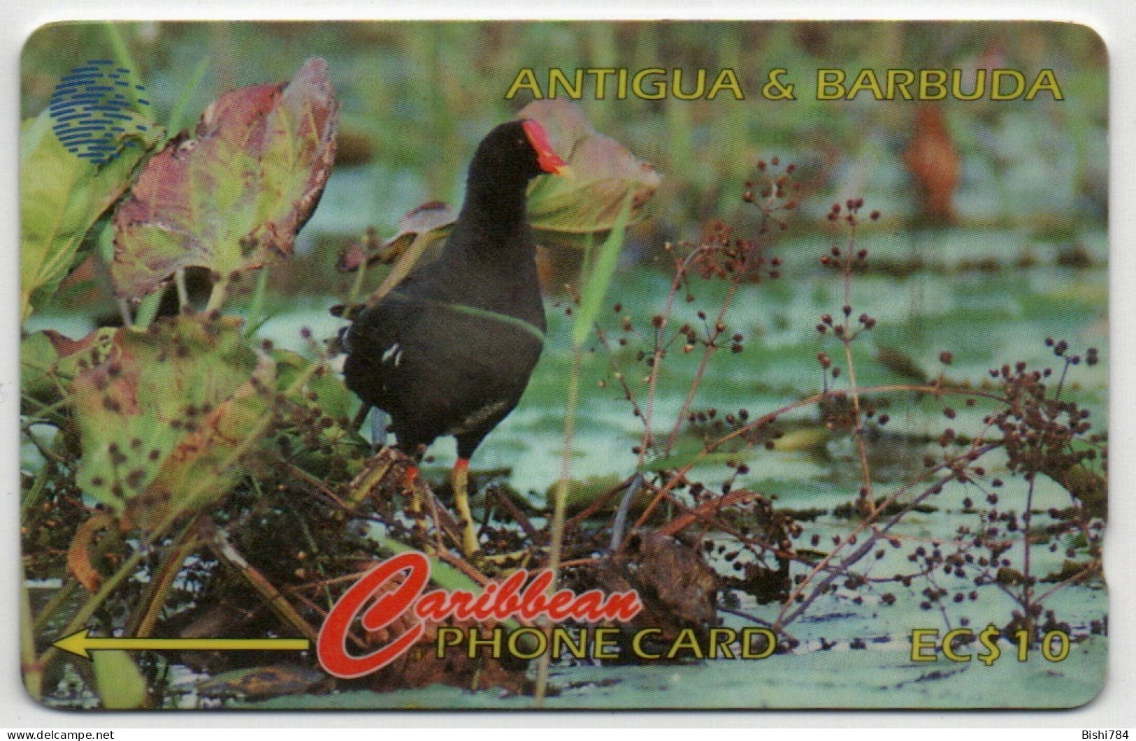 Antigua & Barbuda - Common Moorhen - 104CATA - Antigua En Barbuda