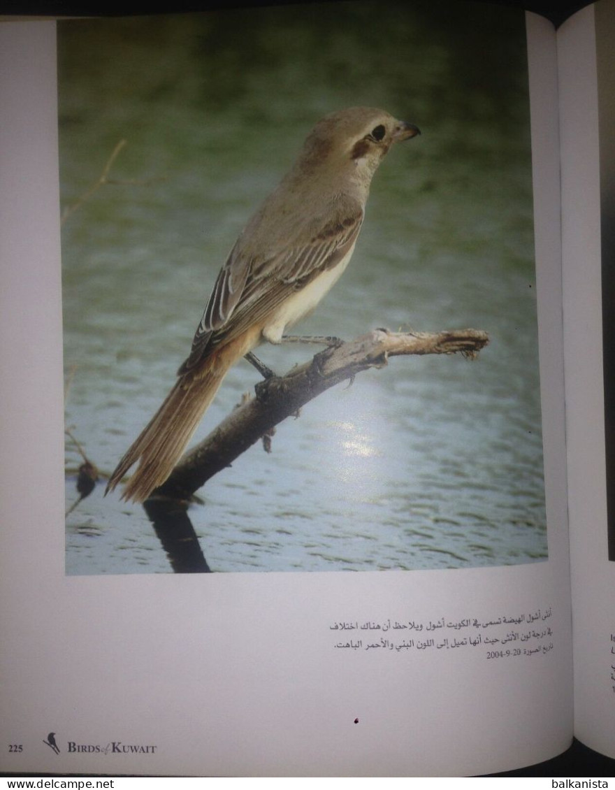 KUWAIT Birds Of Kuwait A Portrait Abdullah F. Alfadhel Ornithology - Andere & Zonder Classificatie