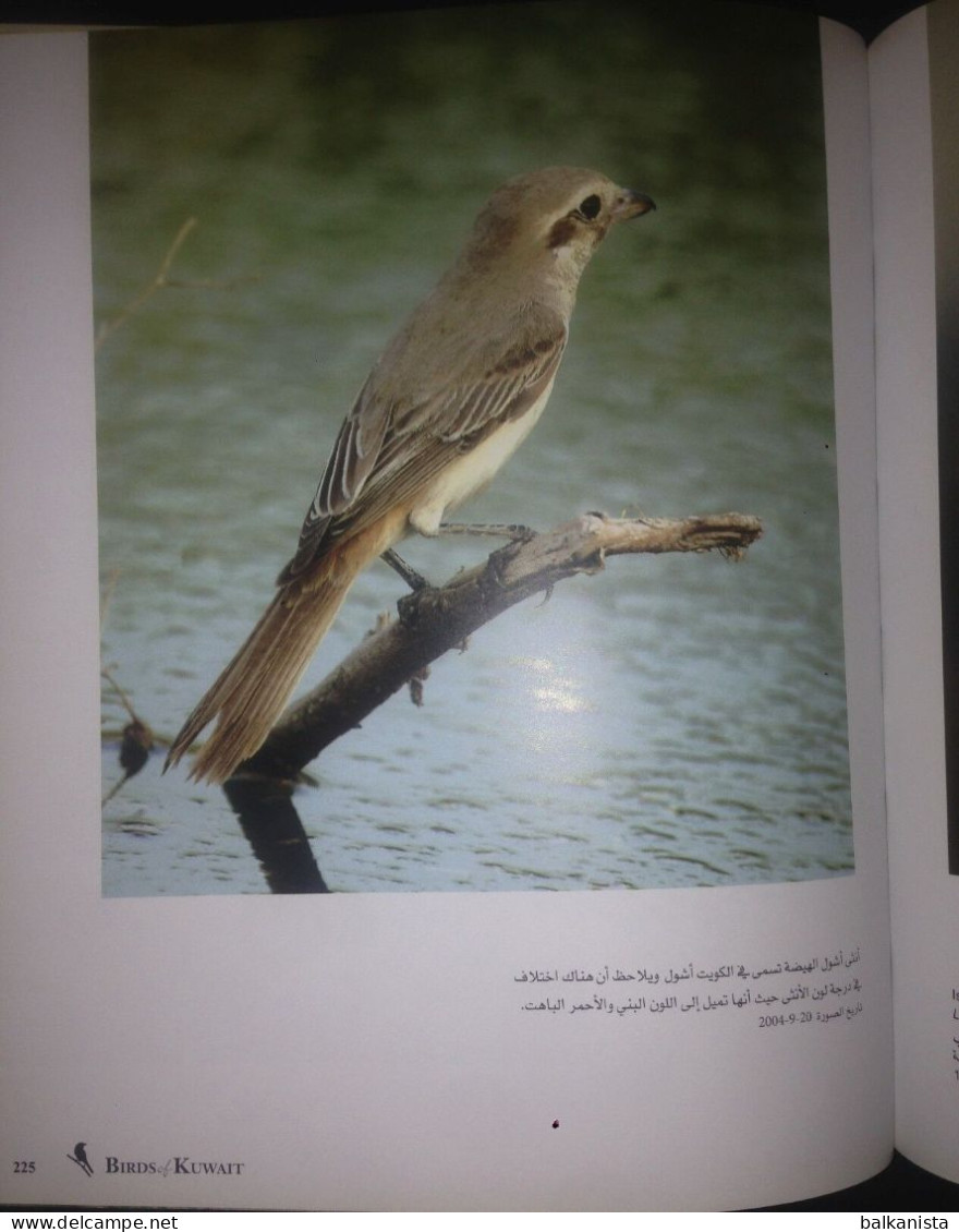 KUWAIT Birds Of Kuwait A Portrait Abdullah F. Alfadhel Ornithology - Altri & Non Classificati