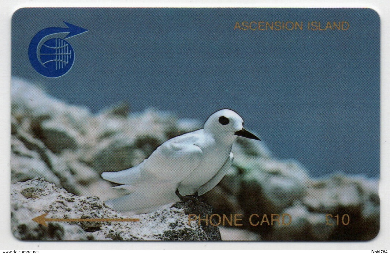 Ascension Island - Fairy Tern - 1CASC - Islas Ascensión