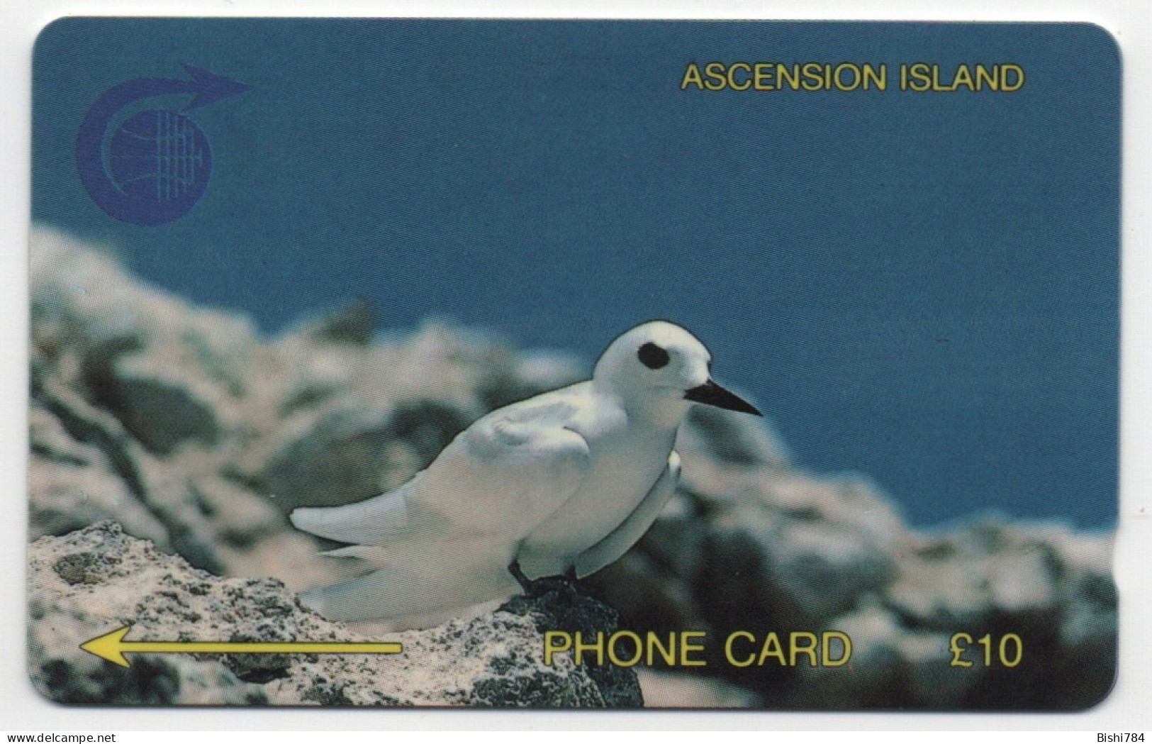 Ascension Island - Fairy Tern - 2CASB - Islas Ascensión