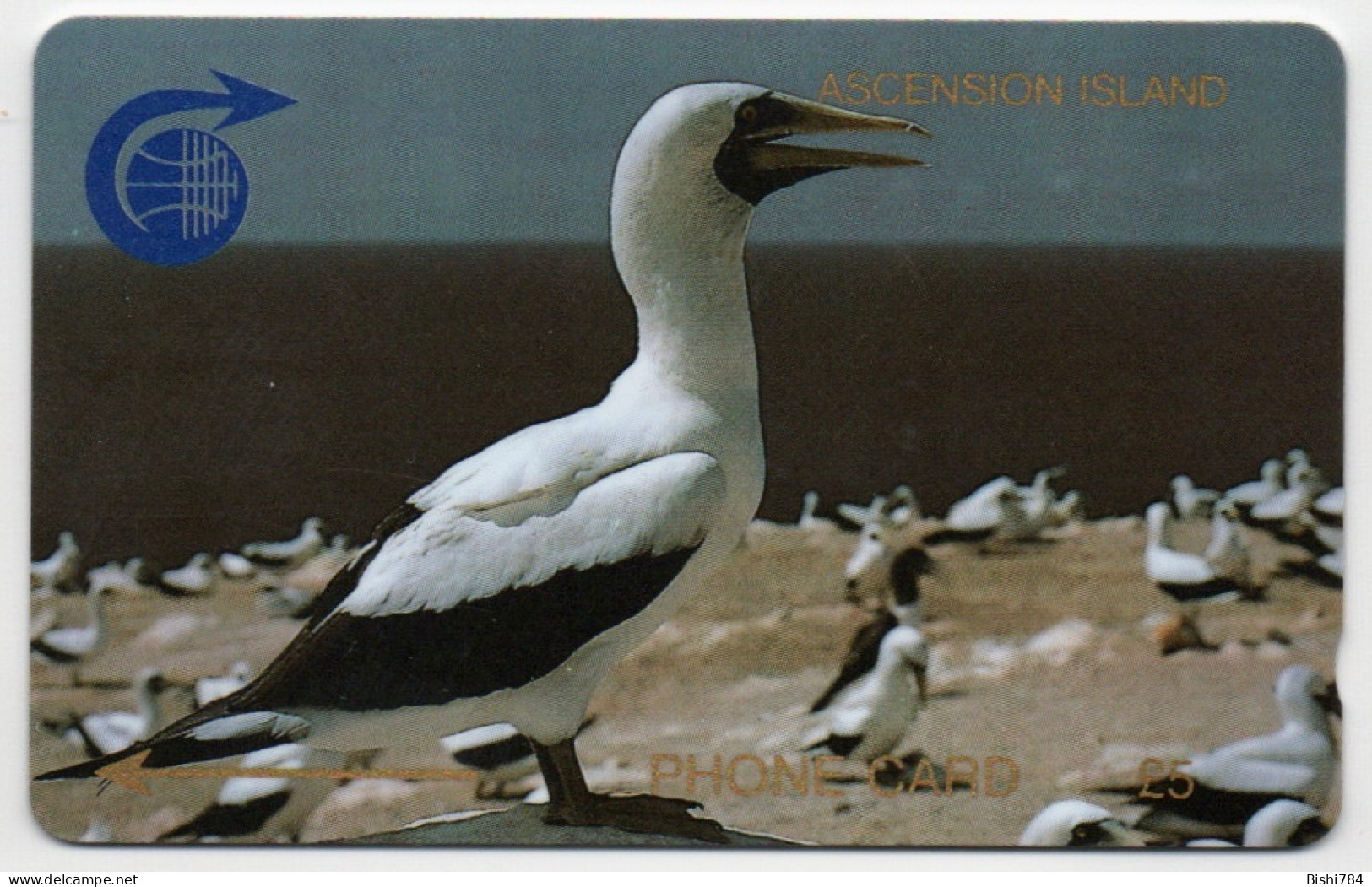 Ascension Island - White Booby Bird - 1CASB - Isole Ascensione