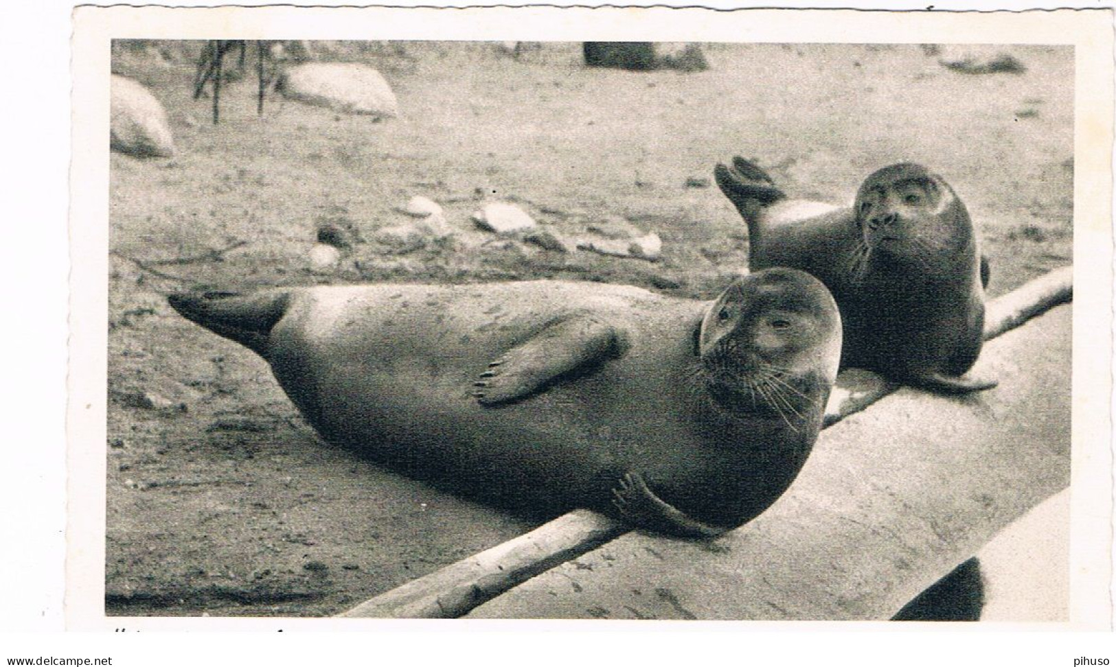 D-15183   NEUMÜNSTER : Heimattiergarten ( ZOO, Dierentuin ) - Seals, Siegel, Sello,Phoque - Neumuenster