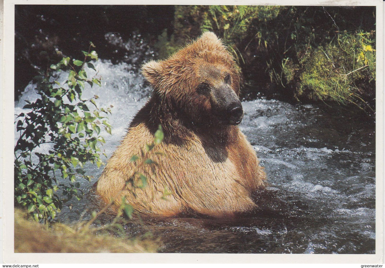 USA  Alaska Postcard "Brown Bear  Ca Kodiak  APR 14 1997 (BS165A) - Forschungsstationen & Arctic Driftstationen