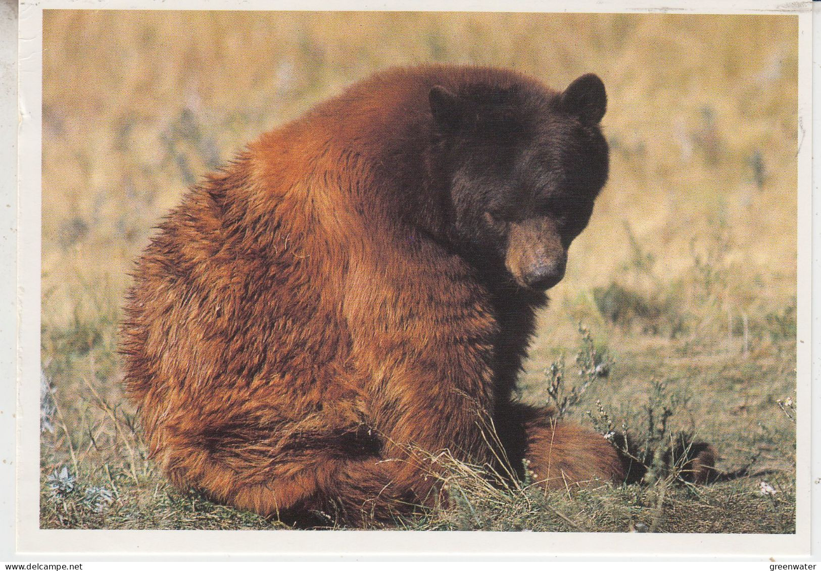 USA  Alaska  Postcard "Black Bear"  Ca Homer  12.3.1997 (BS166A) - Stations Scientifiques & Stations Dérivantes Arctiques