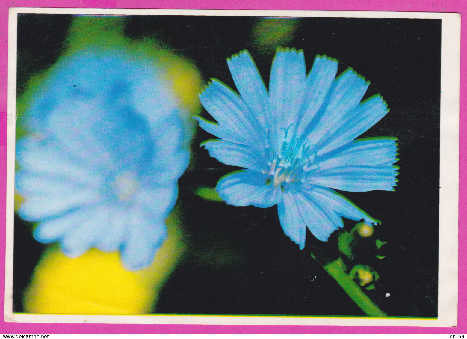 291983 / Medicinal Plants Flowers Fleurs Blumen Common Chicory L. (Cichorium Intybus) Receptions PC Bulgaria Bulgarie - Geneeskrachtige Planten